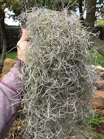 El Mejor Spanish Moss Air Plant