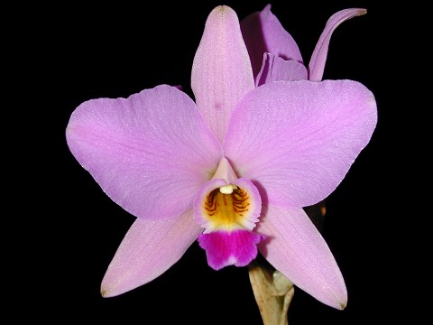 ラフォリア／ アンサンブルミュージックアンティクア ラフォリア／ アンサンブルミュージックアンティクア Tiliqua Records